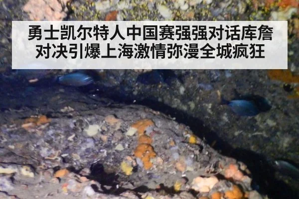 勇士凯尔特人中国赛强强对话库詹对决引爆上海激情弥漫全城疯狂